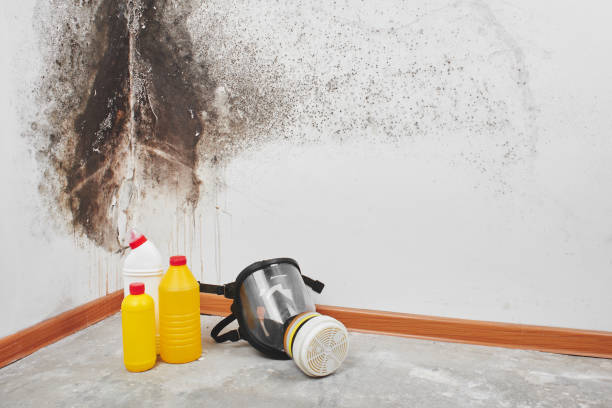 Best Office Mold Removal Services  in Swartz Creek, MI