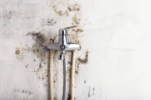Best Commercial Mold Removal  in Swartz Creek, MI