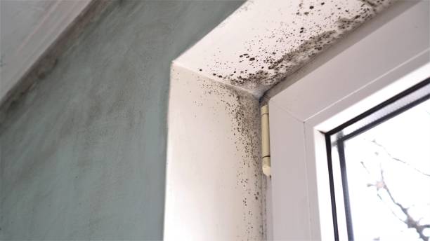 Best Commercial Mold Removal  in Swartz Creek, MI