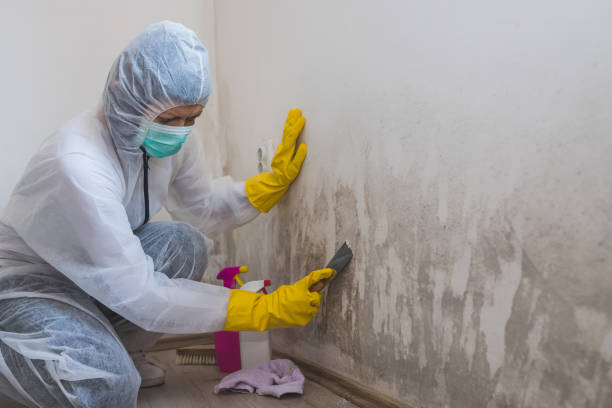 Best Mold Removal Process  in Swartz Creek, MI