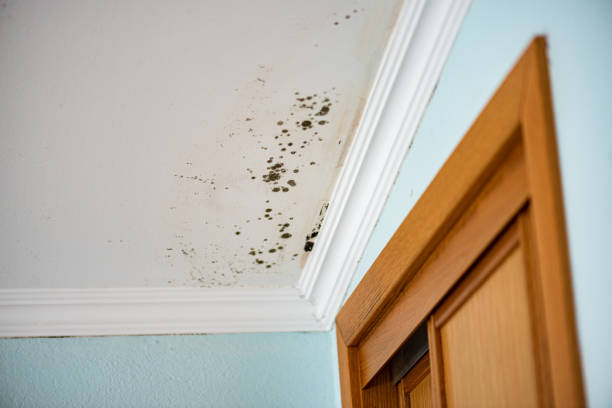 Best Mold Removal Company Near Me  in Swartz Creek, MI
