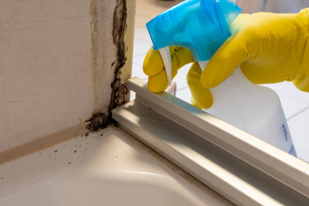 Best Residential Mold Removal  in Swartz Creek, MI
