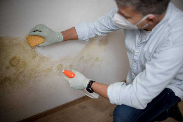 Best Mold Testing  in Swartz Creek, MI