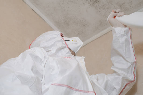 Best Attic Mold Removal  in Swartz Creek, MI