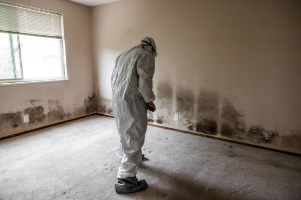 Office Mold Removal Services in Swartz Creek, MI