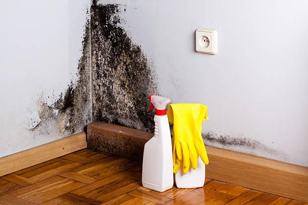Best Mold Cleaning Services  in Swartz Creek, MI