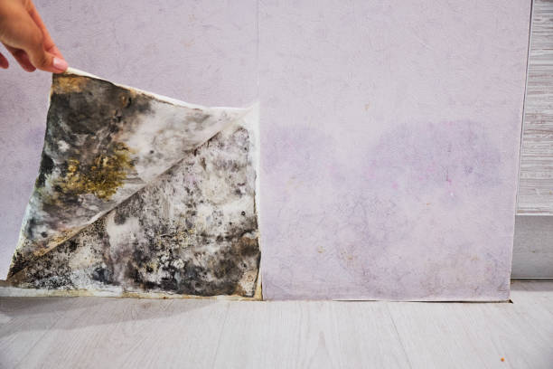 Best Certified Mold Removal  in Swartz Creek, MI